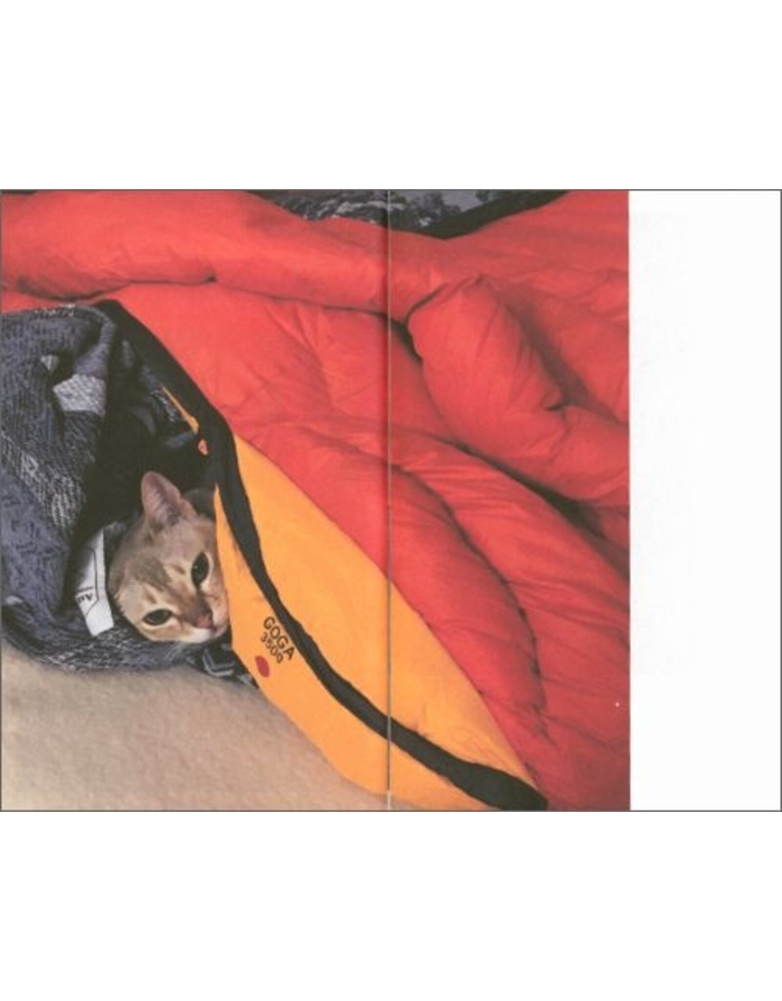 Takashi Homma: This Is Not My Cat