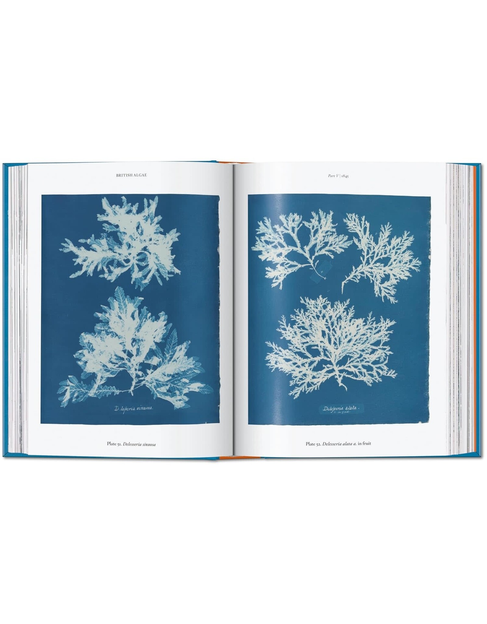 TASCHEN Anna Atkins. Cyanotypes. 45th Ed. (45th Edition) (Multilingual Edition)