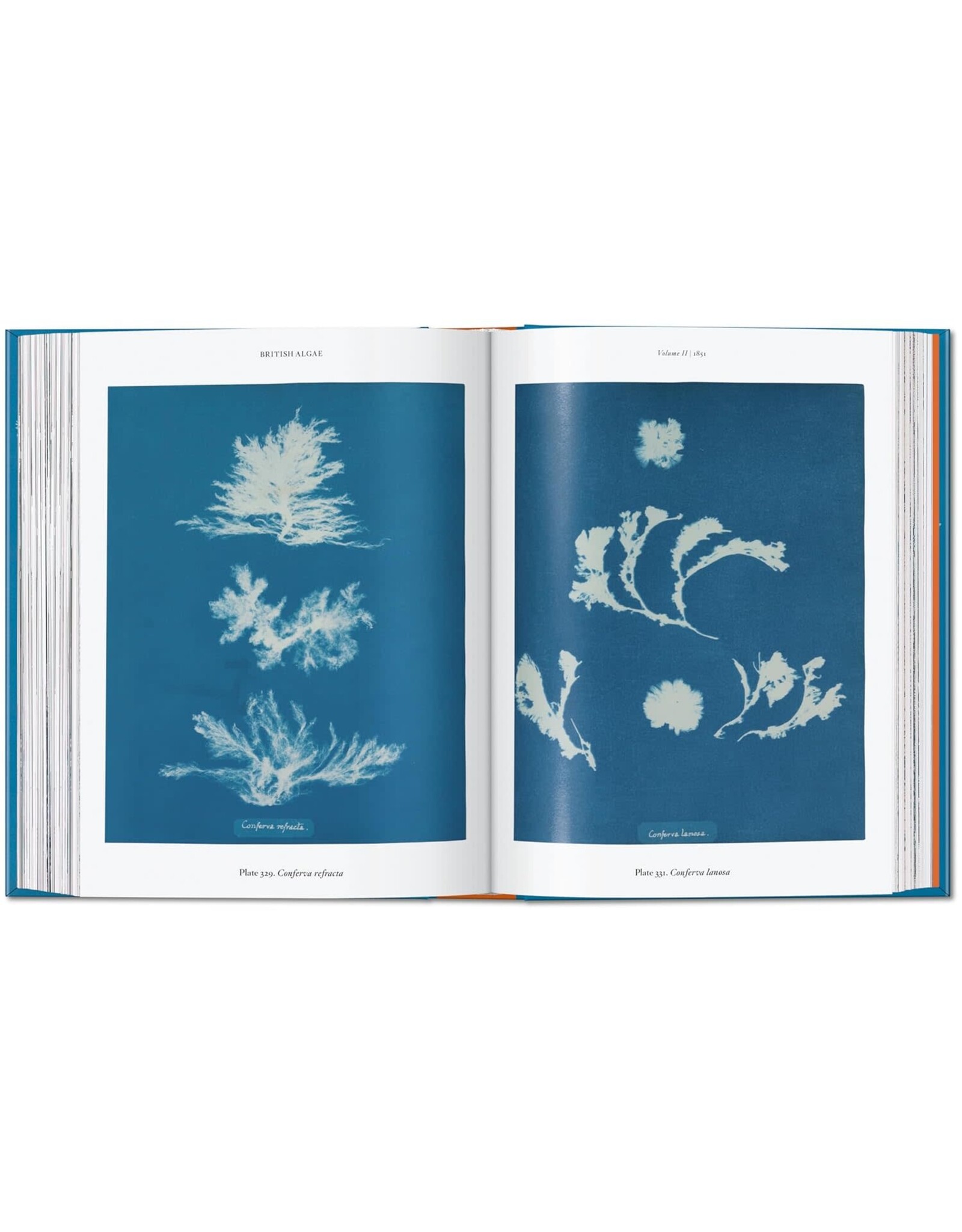 TASCHEN Anna Atkins. Cyanotypes. 45th Ed. (45th Edition) (Multilingual Edition)