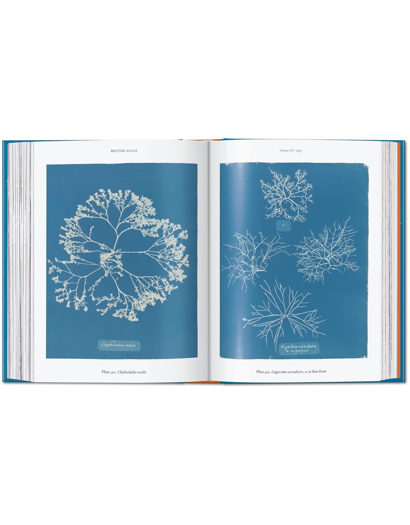 TASCHEN Anna Atkins. Cyanotypes. 45th Ed. (45th Edition) (Multilingual Edition)