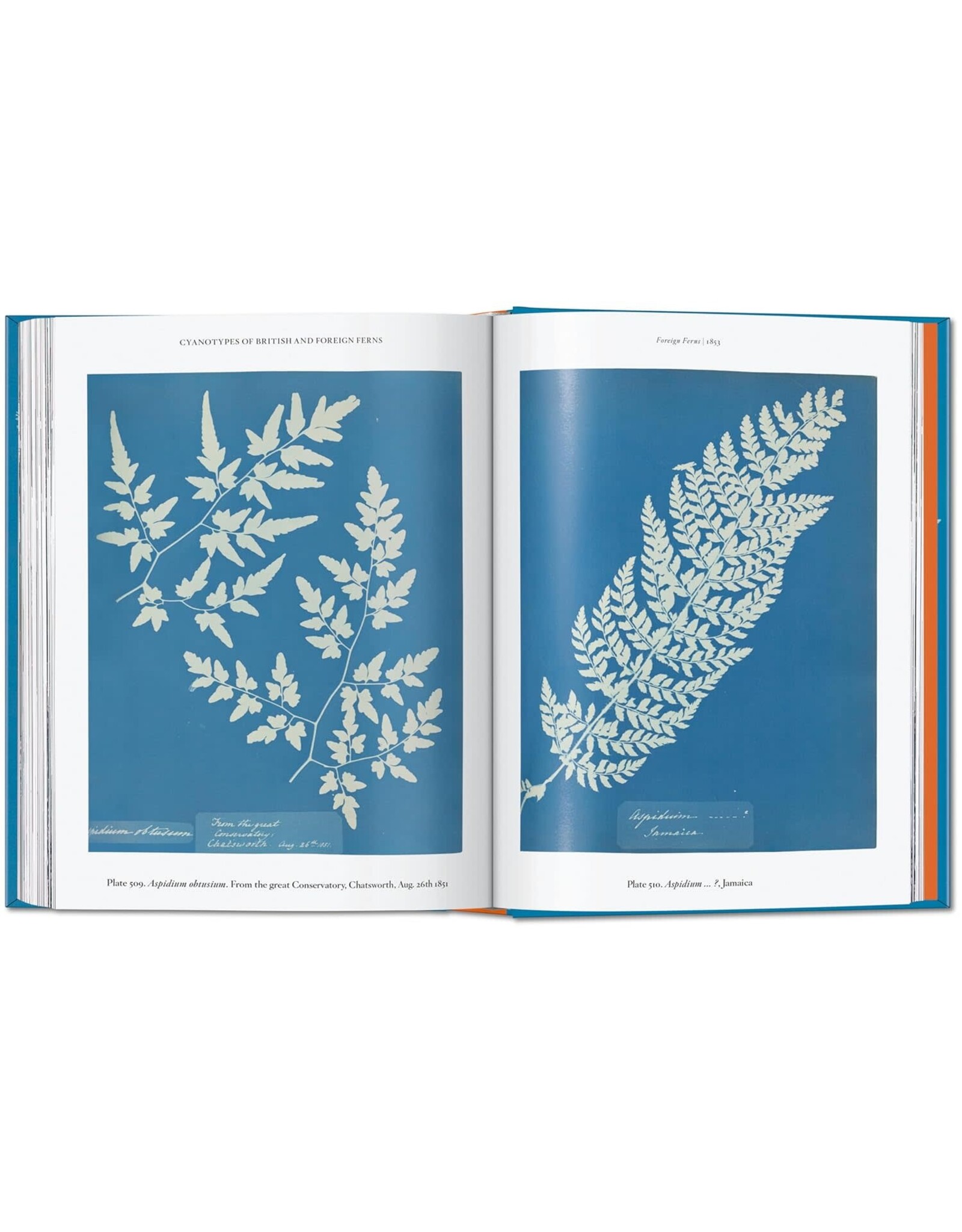 TASCHEN Anna Atkins. Cyanotypes. 45th Ed. (45th Edition) (Multilingual Edition)