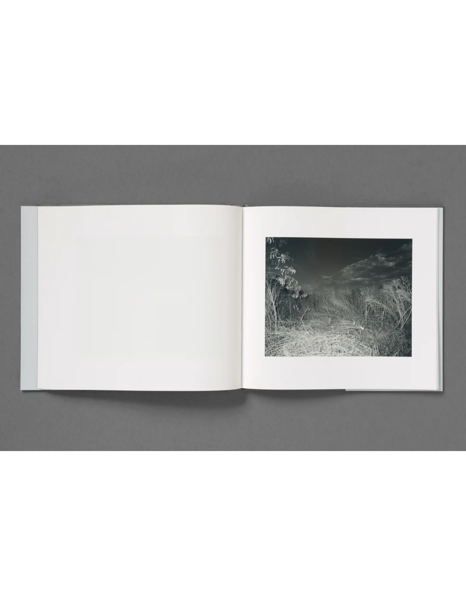 Loose Joints Aria Shahrokhshahi: Wet Ground