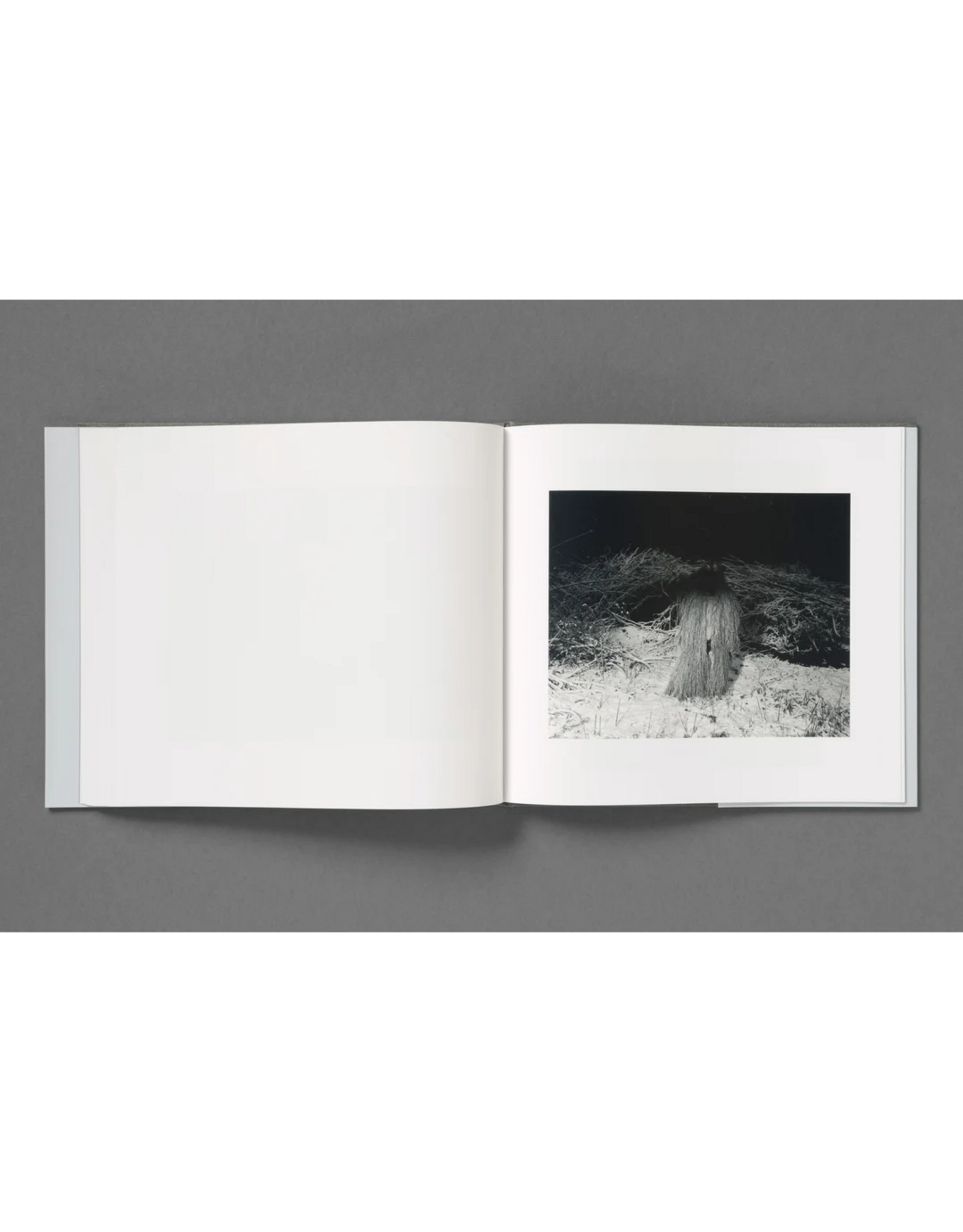 Loose Joints Aria Shahrokhshahi: Wet Ground