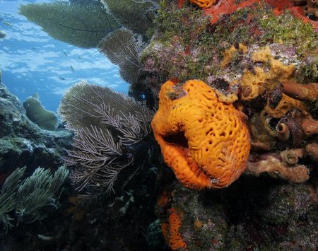 Coral Reef Conservation Fund