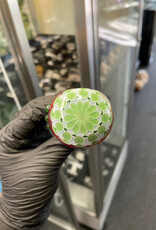 Olour Glass Olour Glass Single Color Dot Spoon