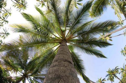 Ecuadorian Ivory Palm 