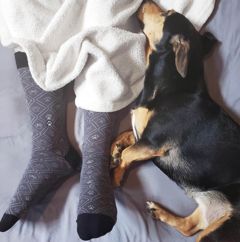 dog over socks with dog