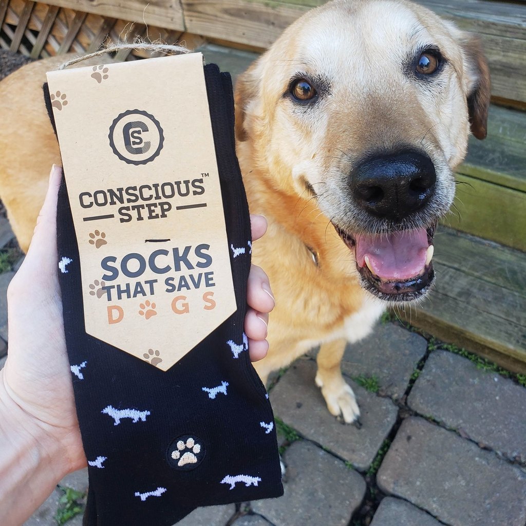 do dogs need socks