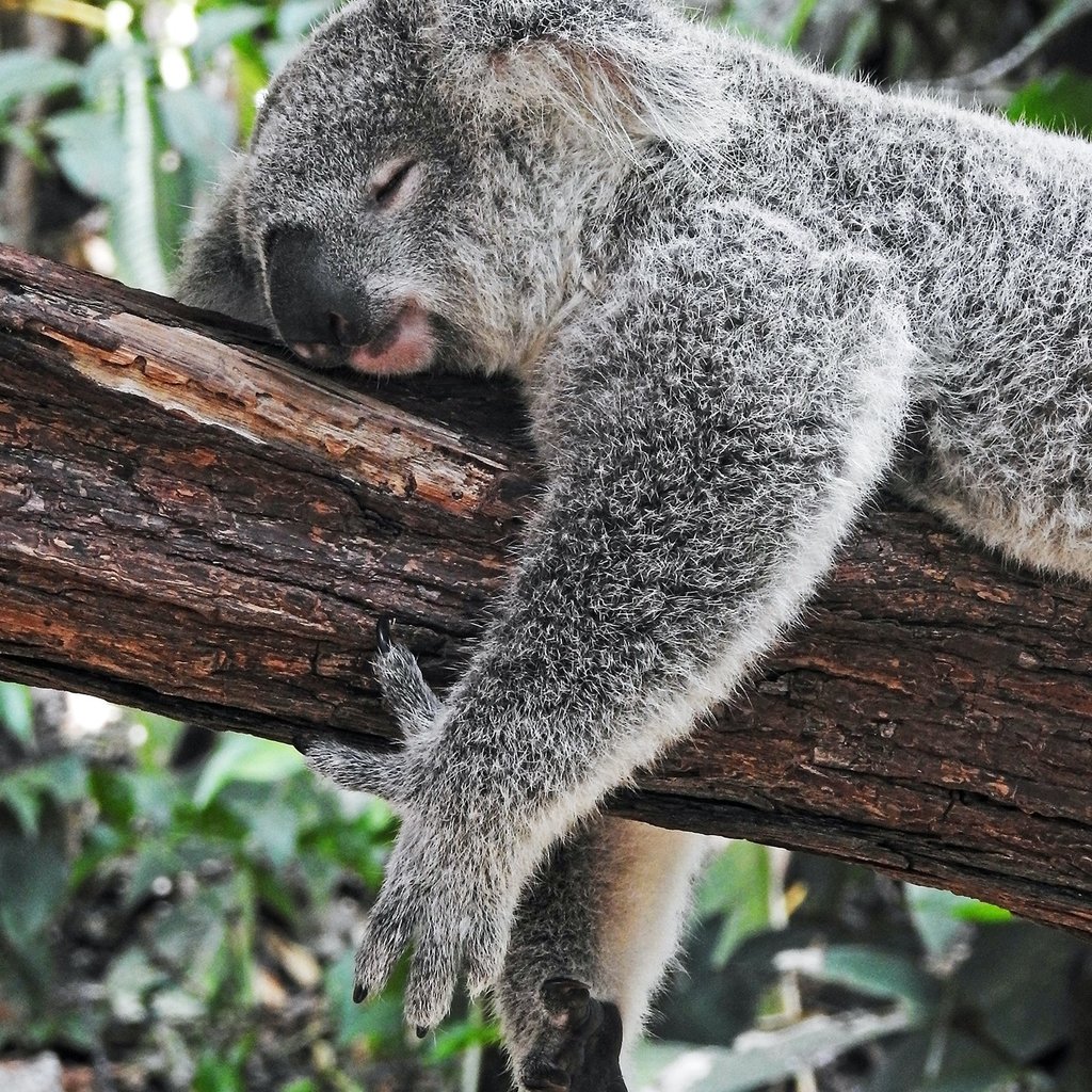 Conscious Step Socks that Protect Koalas: Blue