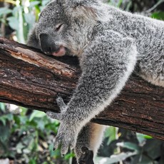 Conscious Step Socks that Protect Koalas