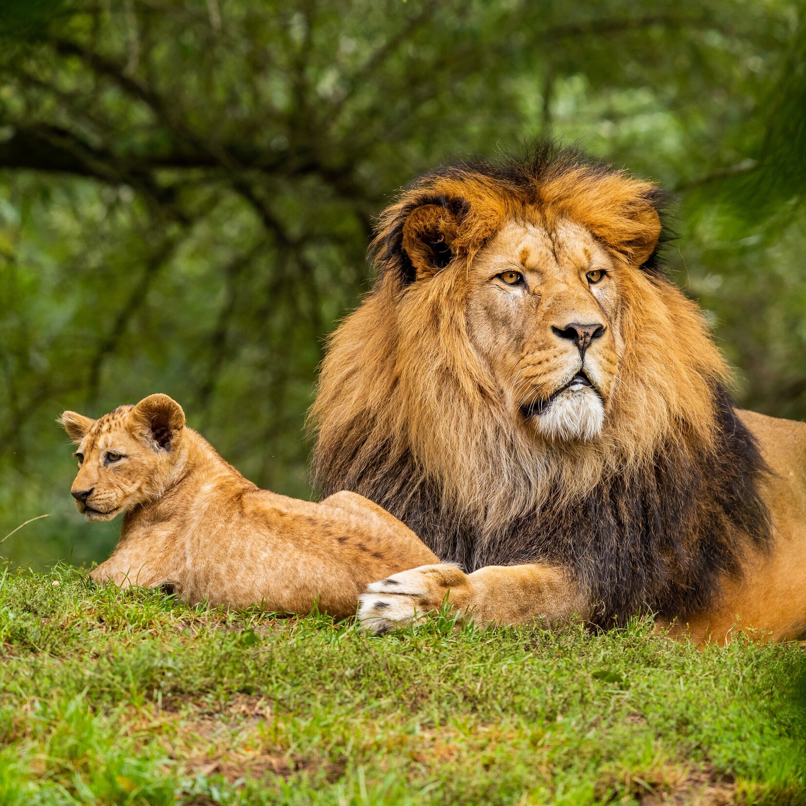 Conscious Step Socks that Protect Lions