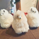Stuffed  Animals
