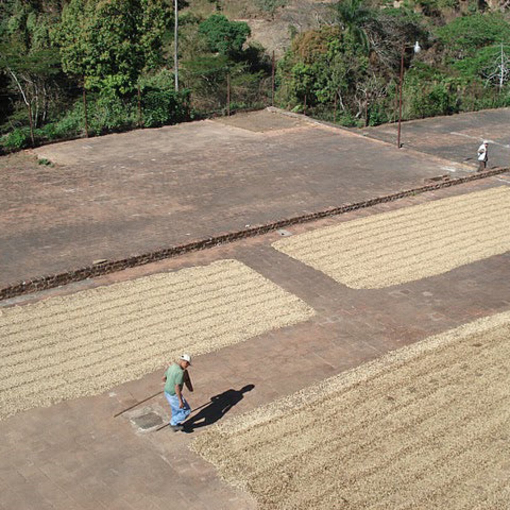 Equal Exchange Cafe Salvador Drip Ground