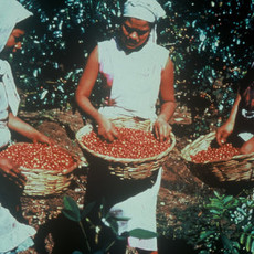 Deans Beans Mexican Chiapas - Natural WaterProcess Decaf Ground - 1lb