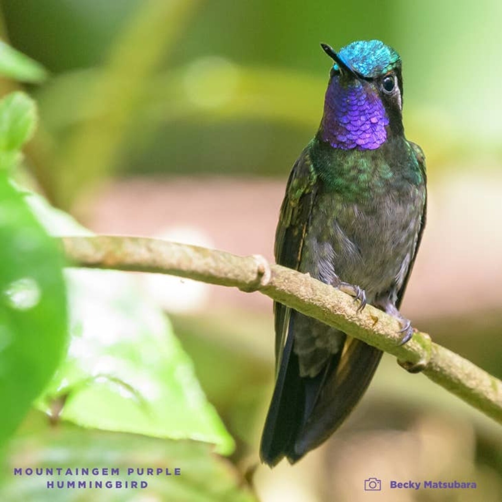 Twin Engine Coffee Minimalist  Leather Card Wallet Purple