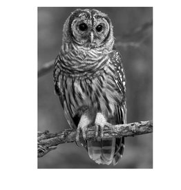 Nick W Drawing Art Class Barn owl Tues Dec 13 6:00 to 8:00 pm
