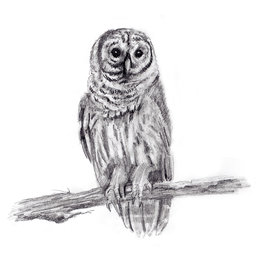 Nick W Drawing Art Class Barn Owl in pencil Tues March 21 6:00 to 8:00 pm