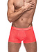 Liam Boxer Brief 145263