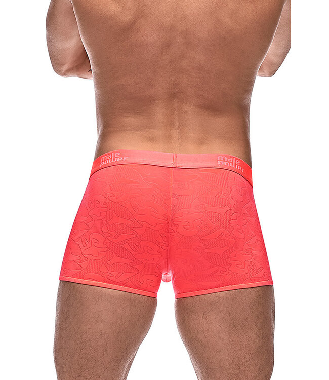 Liam Boxer Brief 145263