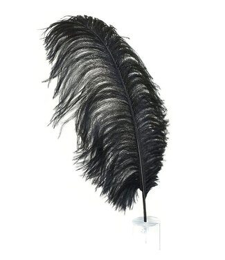 Feather Plume Black