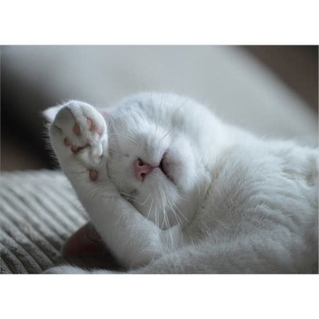 LAZY WHITE CAT CARD