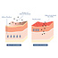 Restore Ceramides + Gotu Kola Barrier Repair Cream