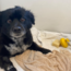 Dog Shampoo Brush