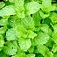 Spearmint Essential Oil (Organic)
