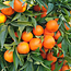 Tangerine Essential Oil (Organic)