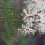 Tea Tree Essential Oil (Organic)