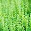 Thyme ct Linalol Essential Oil (Wildcrafted)