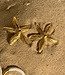 Sea Star Stud Earrings