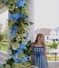 Beach Riot Levie Maxi Dress