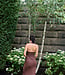 Ella Halter Maxi