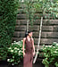 Ella Halter Maxi