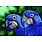 Diamond Dotz - Blue Hyacinth Macaws