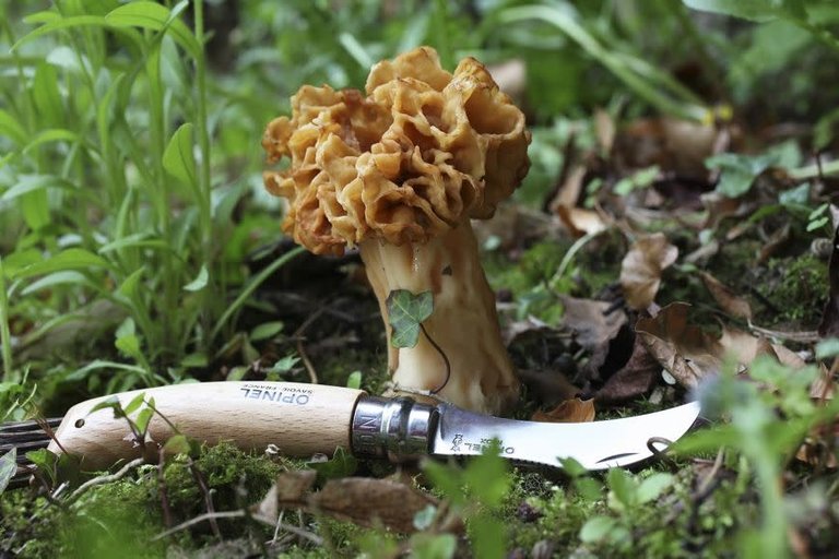 Opinel No.8 Mushroom Knife – Velo Orange