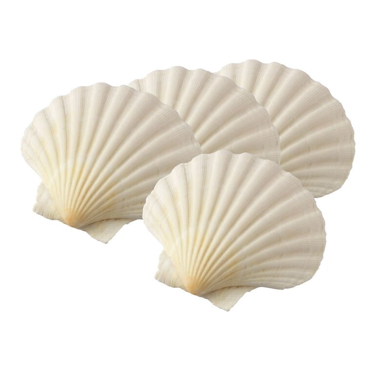 Baking Shells, set of 4