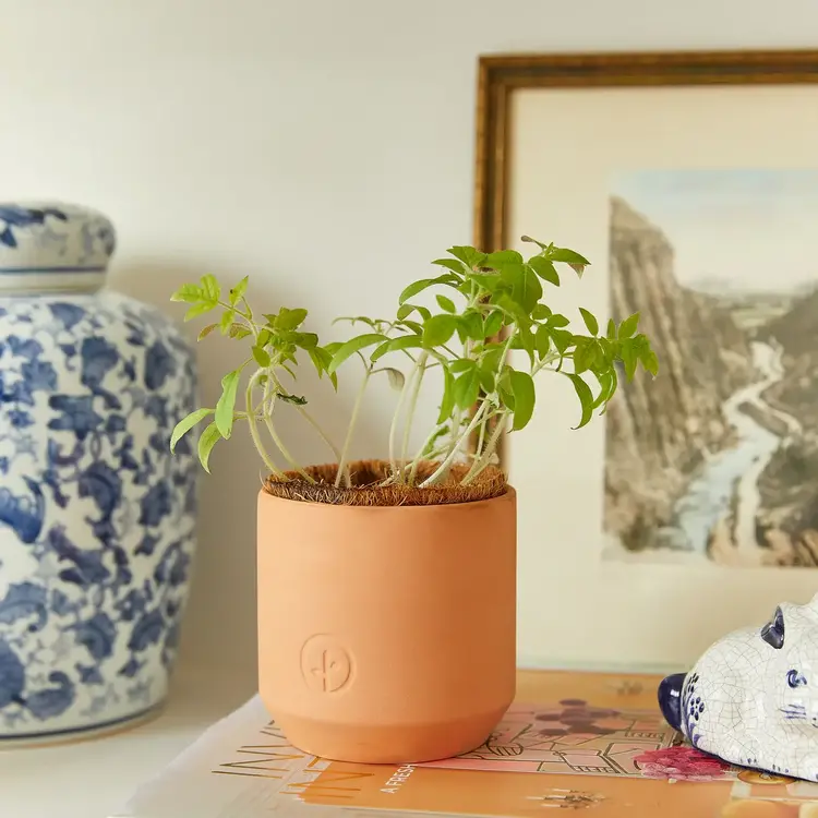 Terracotta Cherry Tomato Kit