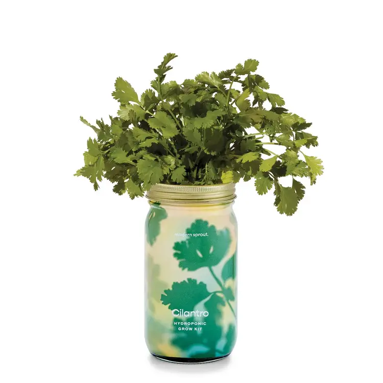 Cilantro Garden Jar