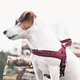 Hurtta Hurtta Casual Padded Harness