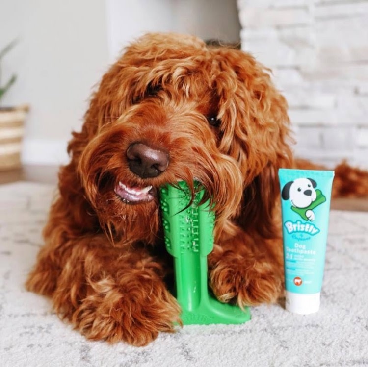 Empower Pet Bristly  DIY Toothbrush, Large