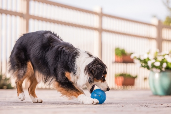 Planet Dog Planet Dog Orbee-Tuff Guru Treat Ball