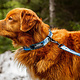 Rocky Mountain Dog Rocky Mountain Dog Alpine Collar