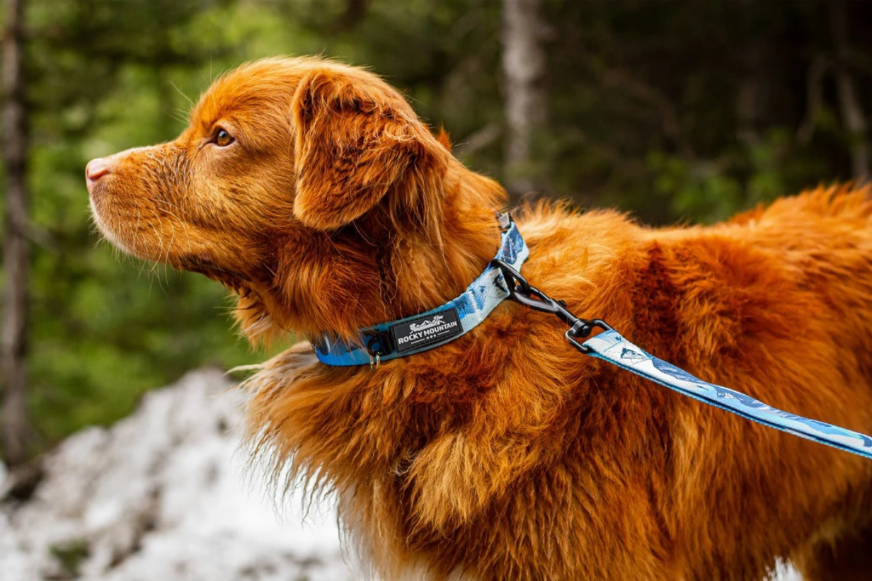 Rocky Mountain Dog Rocky Mountain Dog Alpine Collar