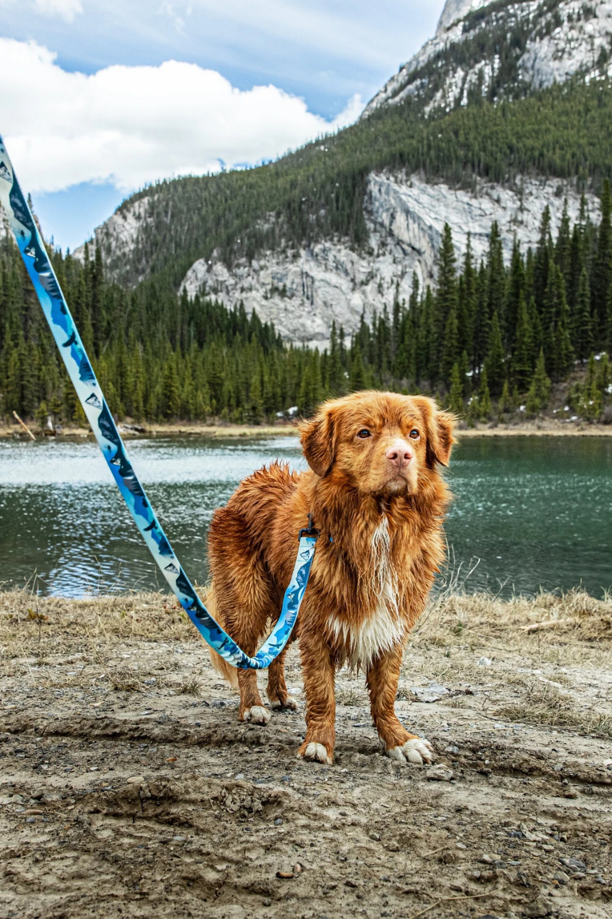 Rocky Mountain Dog Rocky Mountain Dog All-Mountain Dog Leash