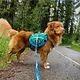 Rocky Mountain Dog Rocky Mountain Dog Backpack