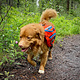 Rocky Mountain Dog Rocky Mountain Dog Backpack