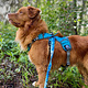 Rocky Mountain Dog Rocky Mountain Dog Backpack