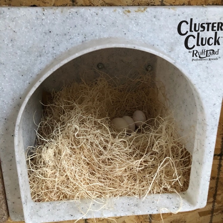 Ruff Land Ruff Land Cluster Cluck Nesting Box
